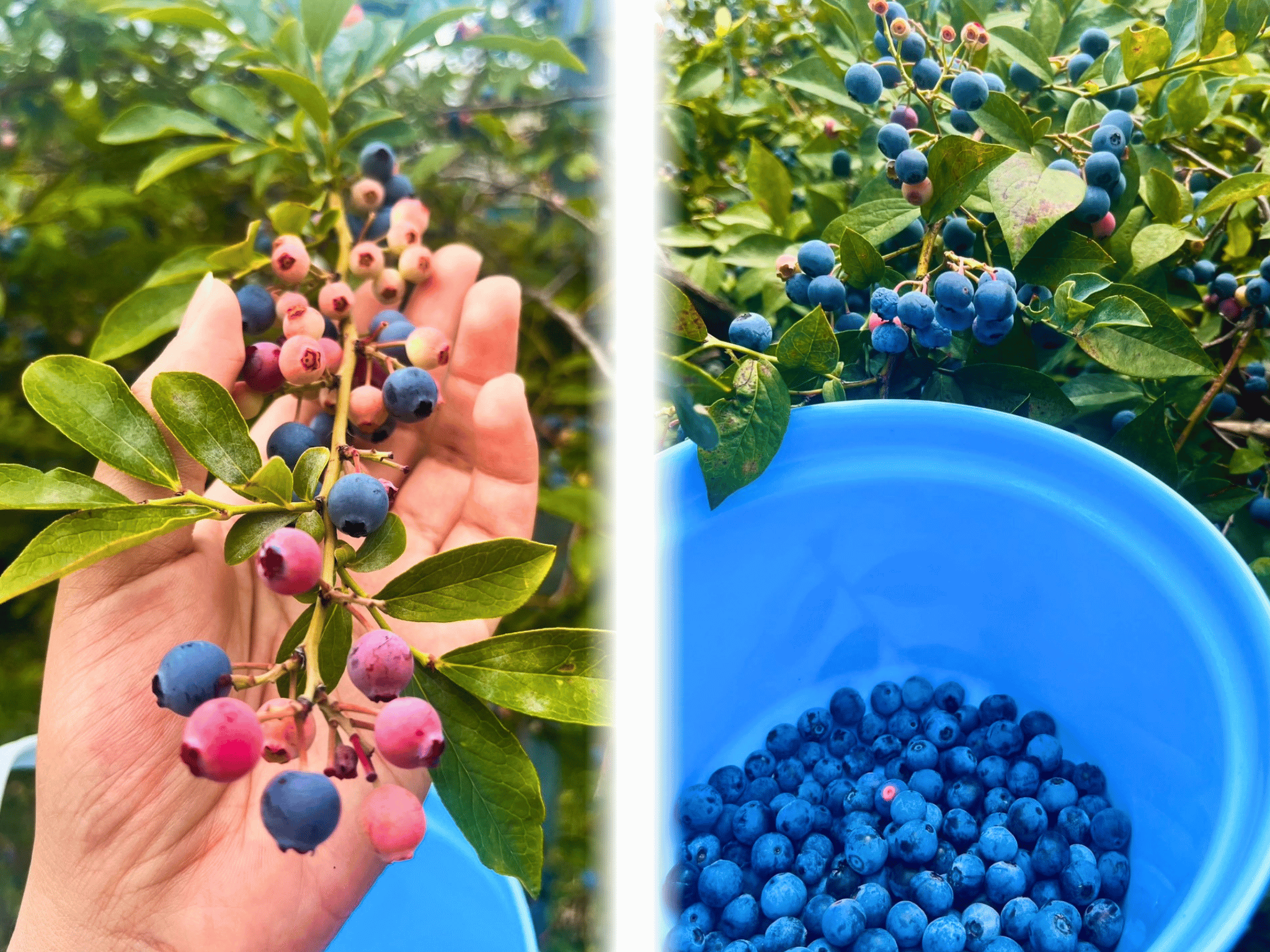 Blueberry picking during the late summer season