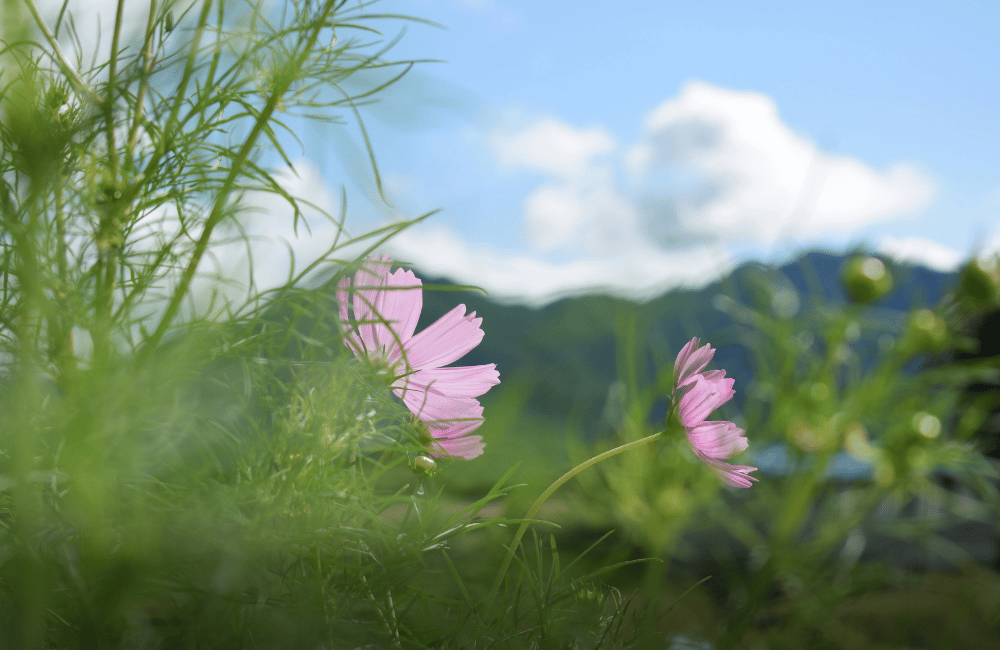 Vacation Rental Manager - Native English / JLPT N4